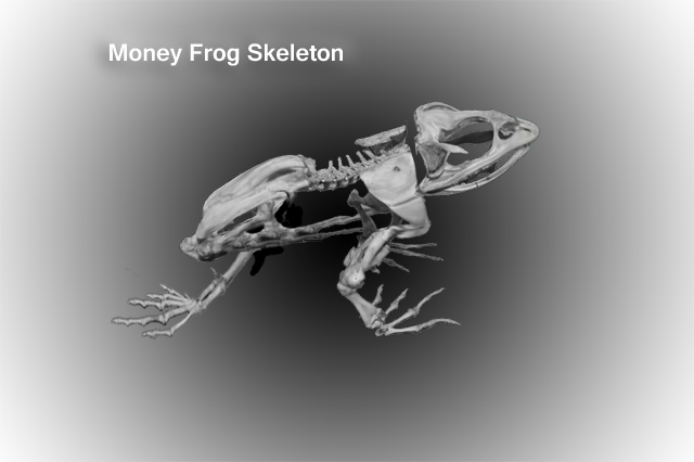 frog digestive system diagram labeled. Sep digestive system question